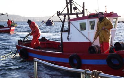 Apertura de la temporada de pesca de vieira gallega: buenas expectativas